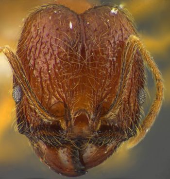 Media type: image;   Entomology 34312 Aspect: head frontal view